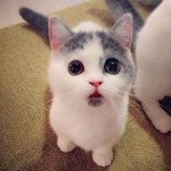 Selju